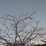 P1000929