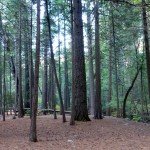 image_65