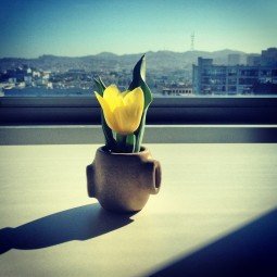 Tulip in the City