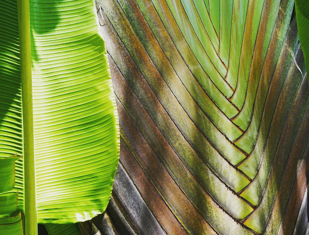 palm textures