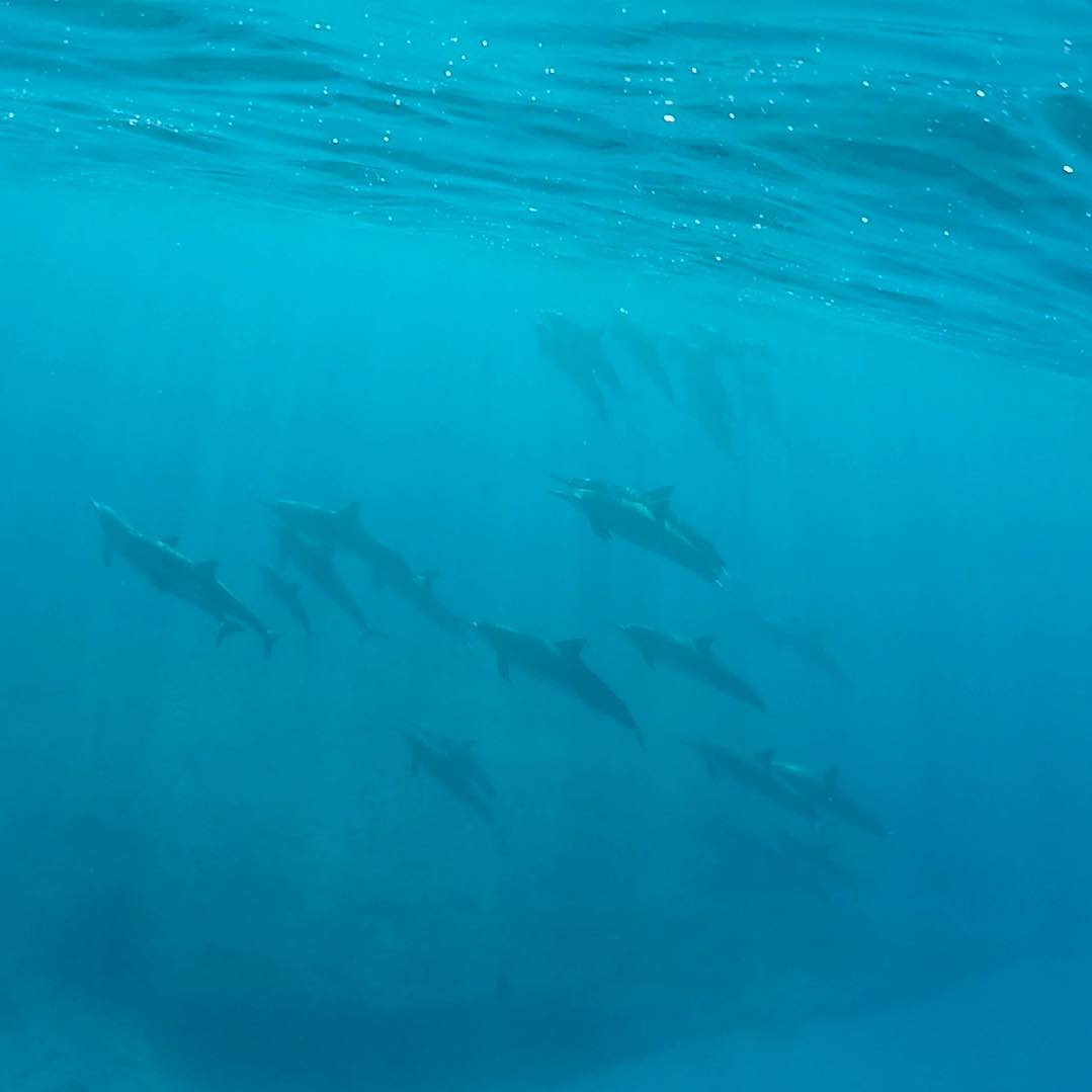 swam with wild spinner dolphins yesterday - quite a mind blowing experience @oceanjoycruises