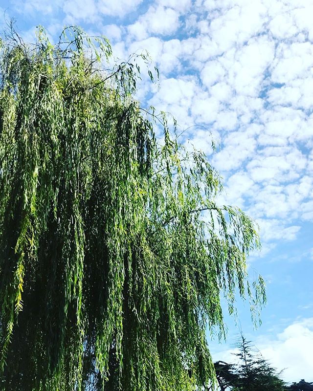 found ourselves in alamo square on warm Sunday looking up at weeping willow trees and puffy clouds against an optimistic sky