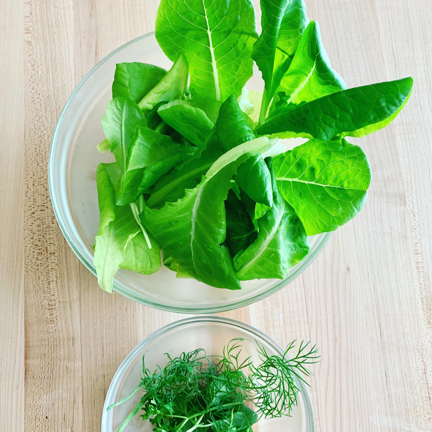 First homegrown hydroponic lettuce and herb harvest from Max’s indoor garden