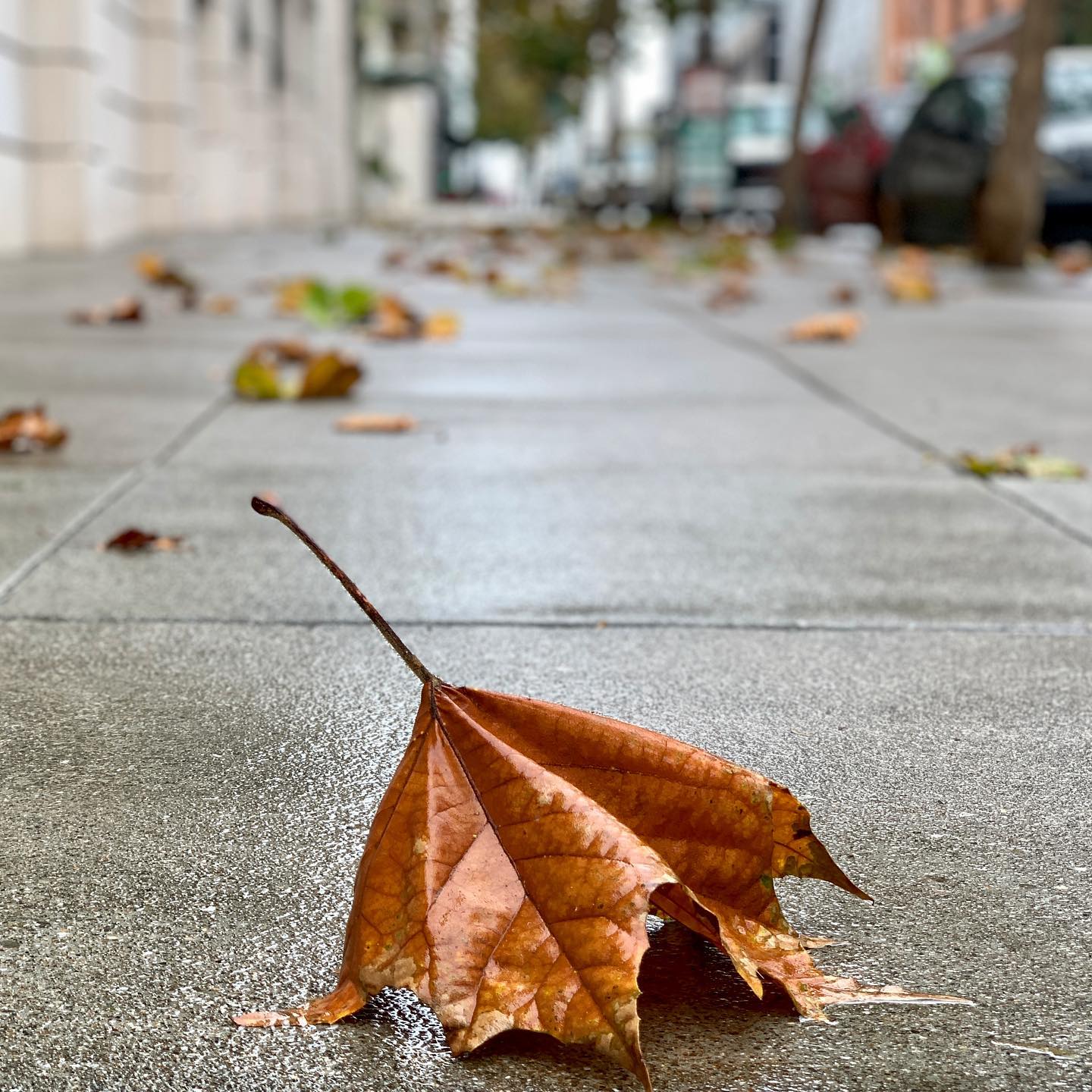 An autumn walk in the rain