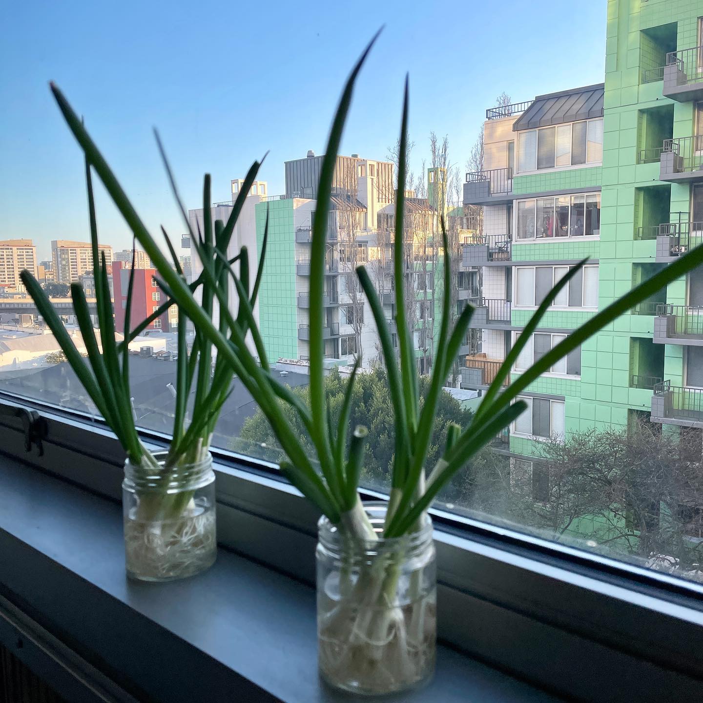 Simple urban garden with @maxkiesler’s green onions. We just harvested last week’s growth and made green onion pancakes. 😀