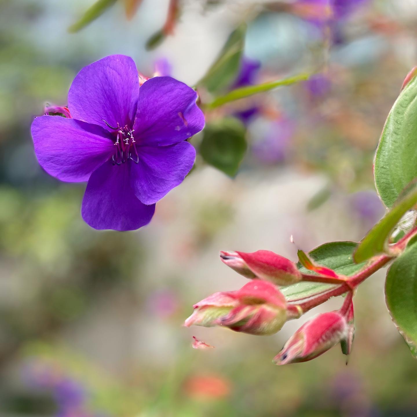 These tibouchina flowers are outside our building every year, adding a burst of color amidst the urban gray