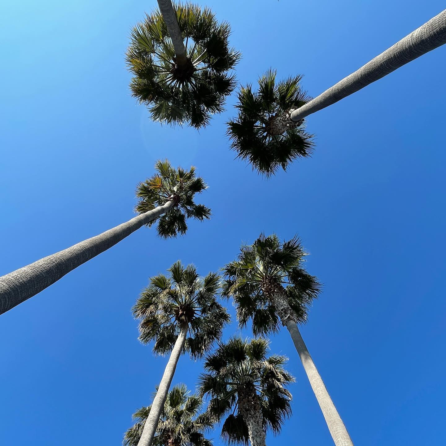 SF palms
